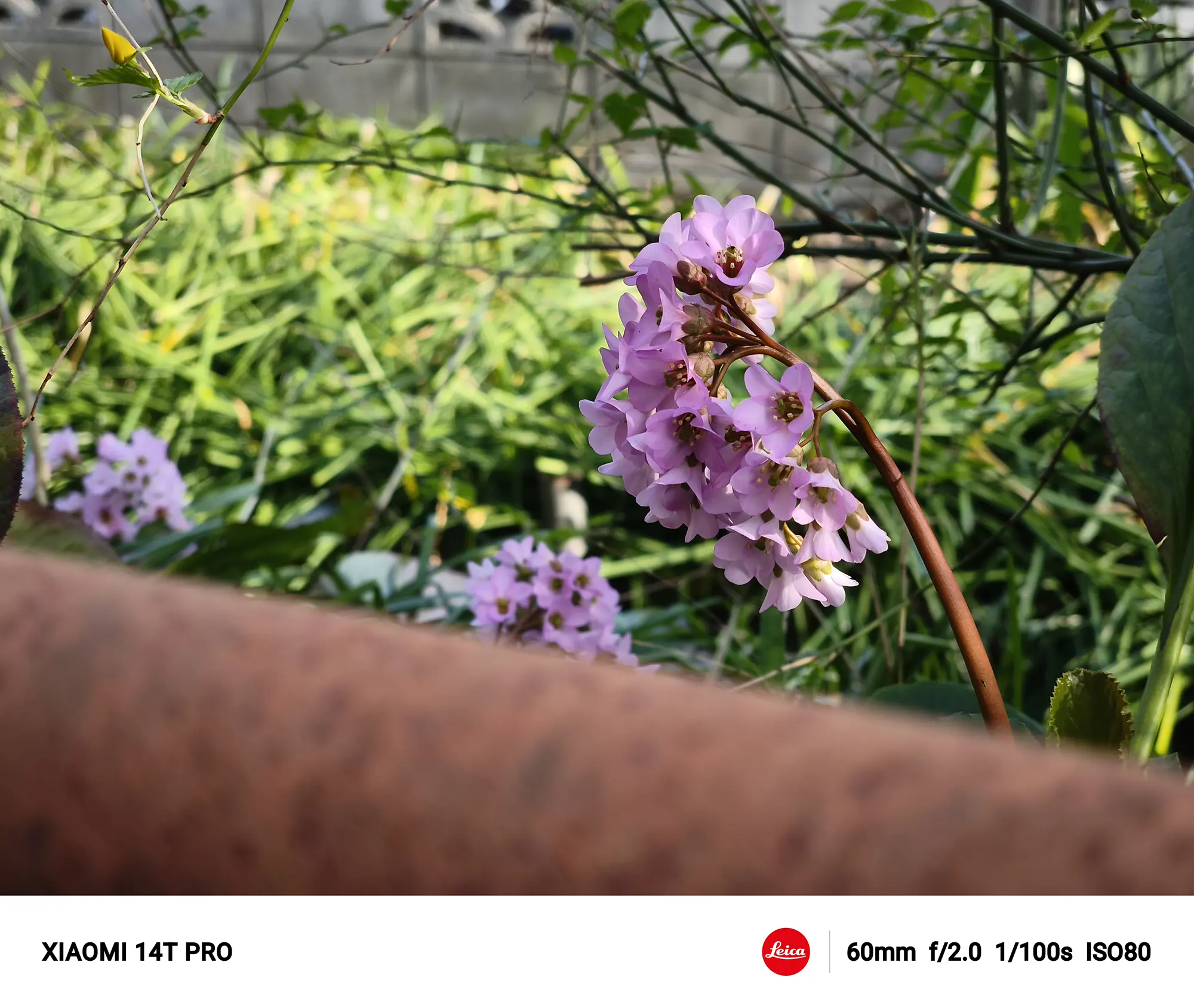 ヒマラヤユキノシタ