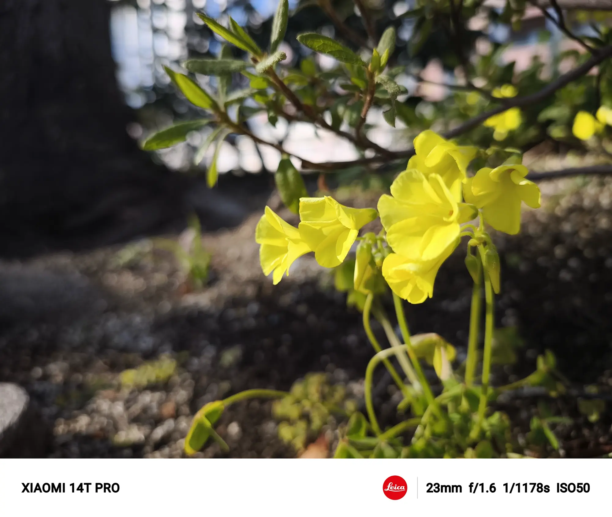 オオキバナカタバミ