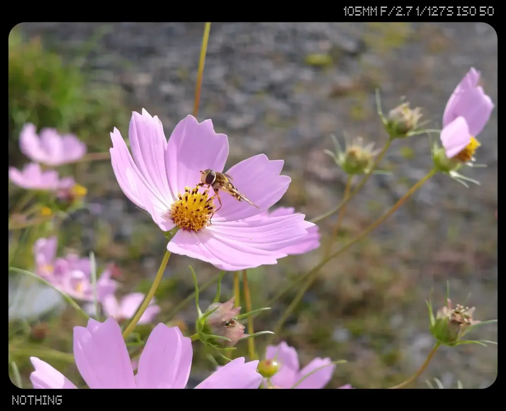 コスモスと蜂