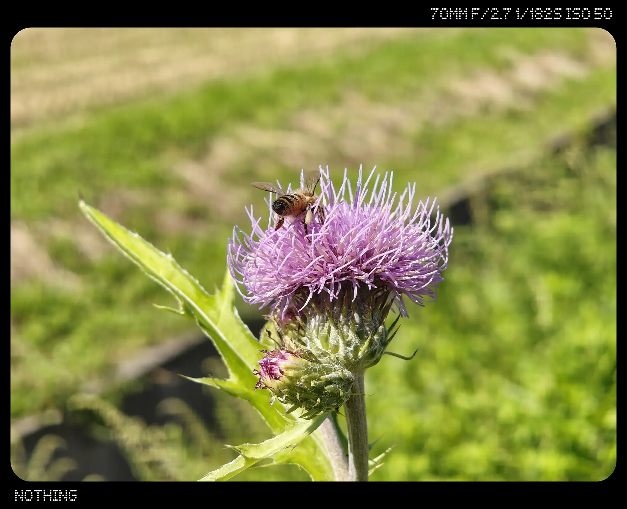 アザミの花にセイヨウミツバチ