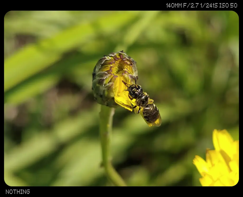 黄色い花のつぼみとハナバチ
