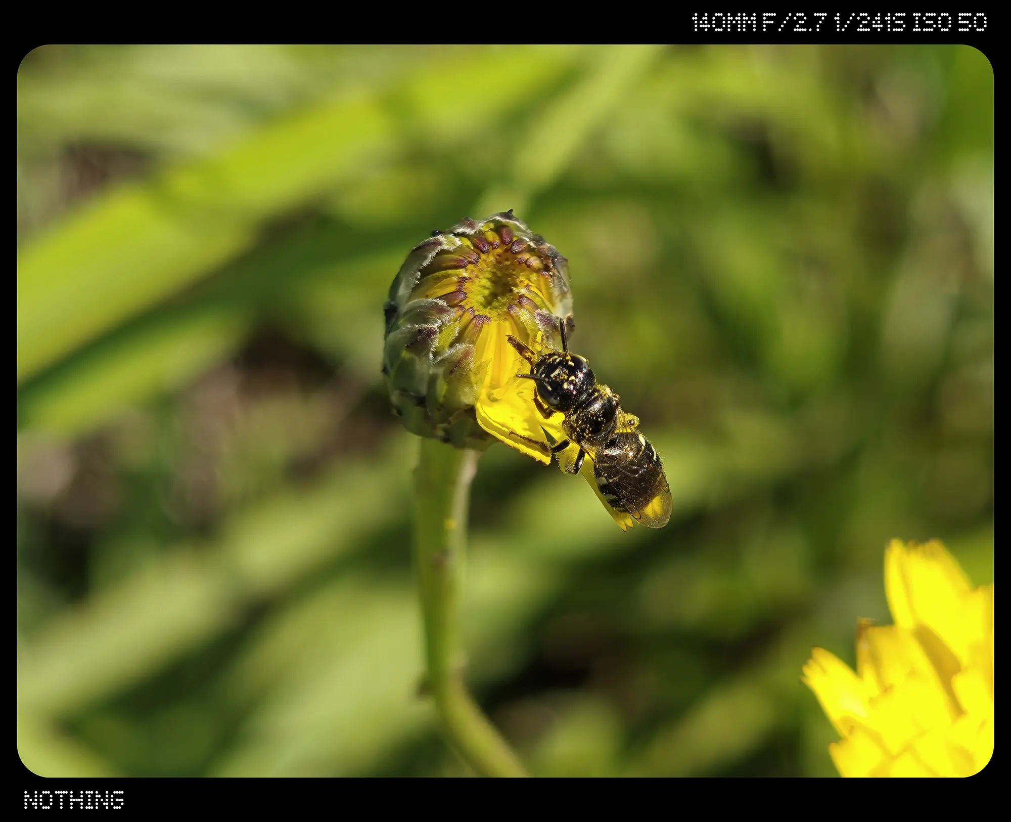 黄色い花のつぼみとハナバチ