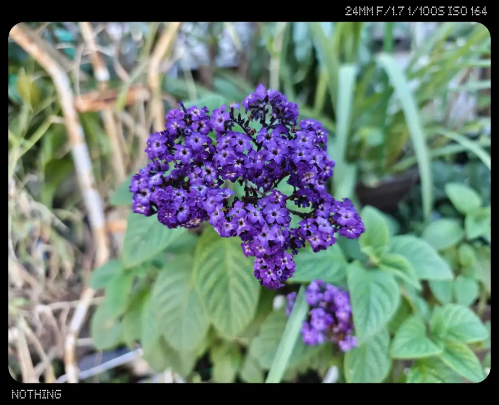 ヘリオトロープ