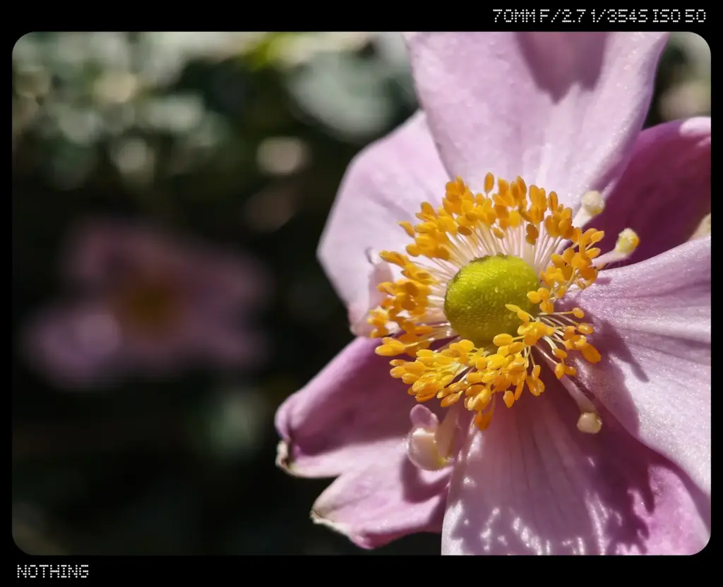 ピンクの花拡大1