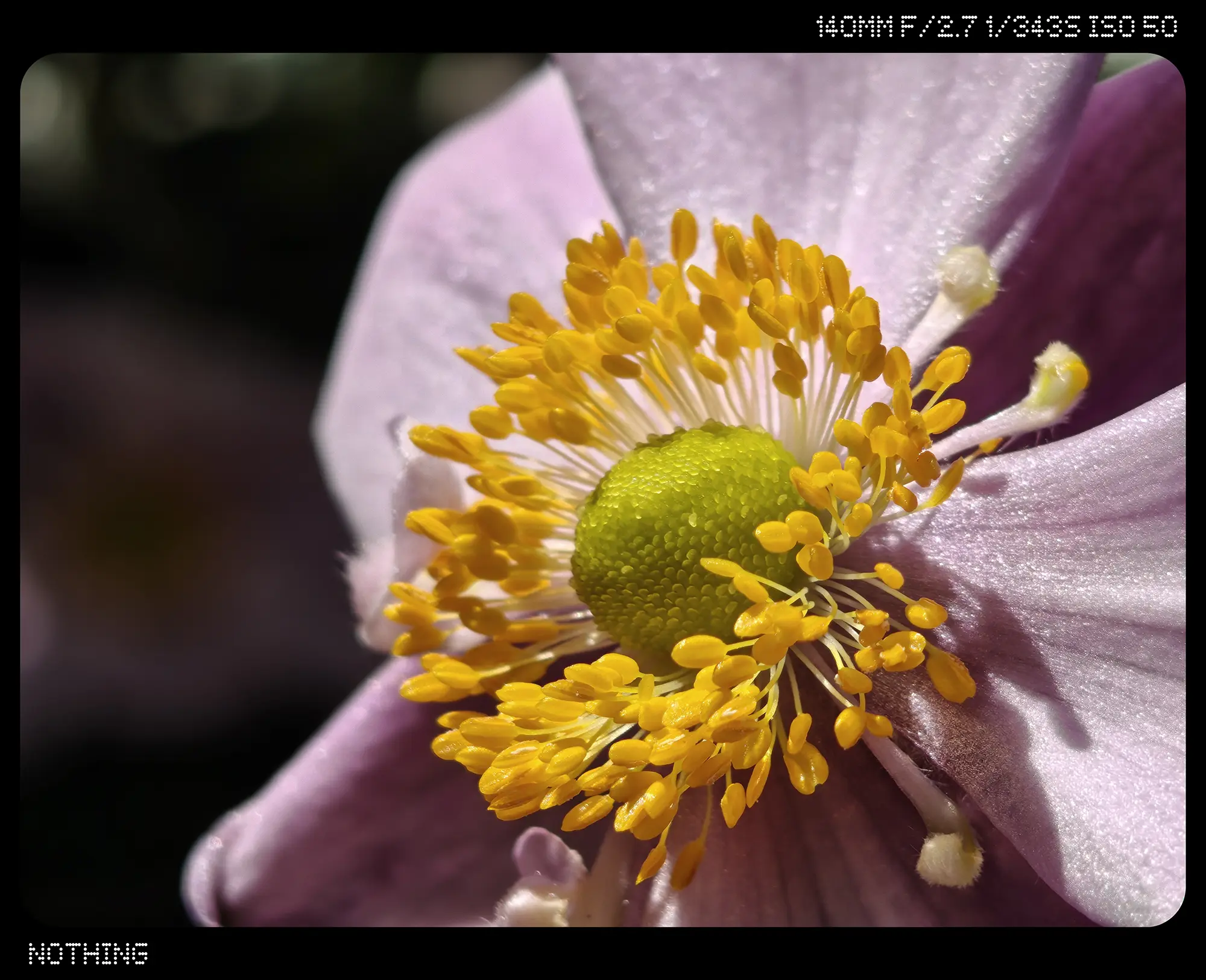 ピンクの花拡大2