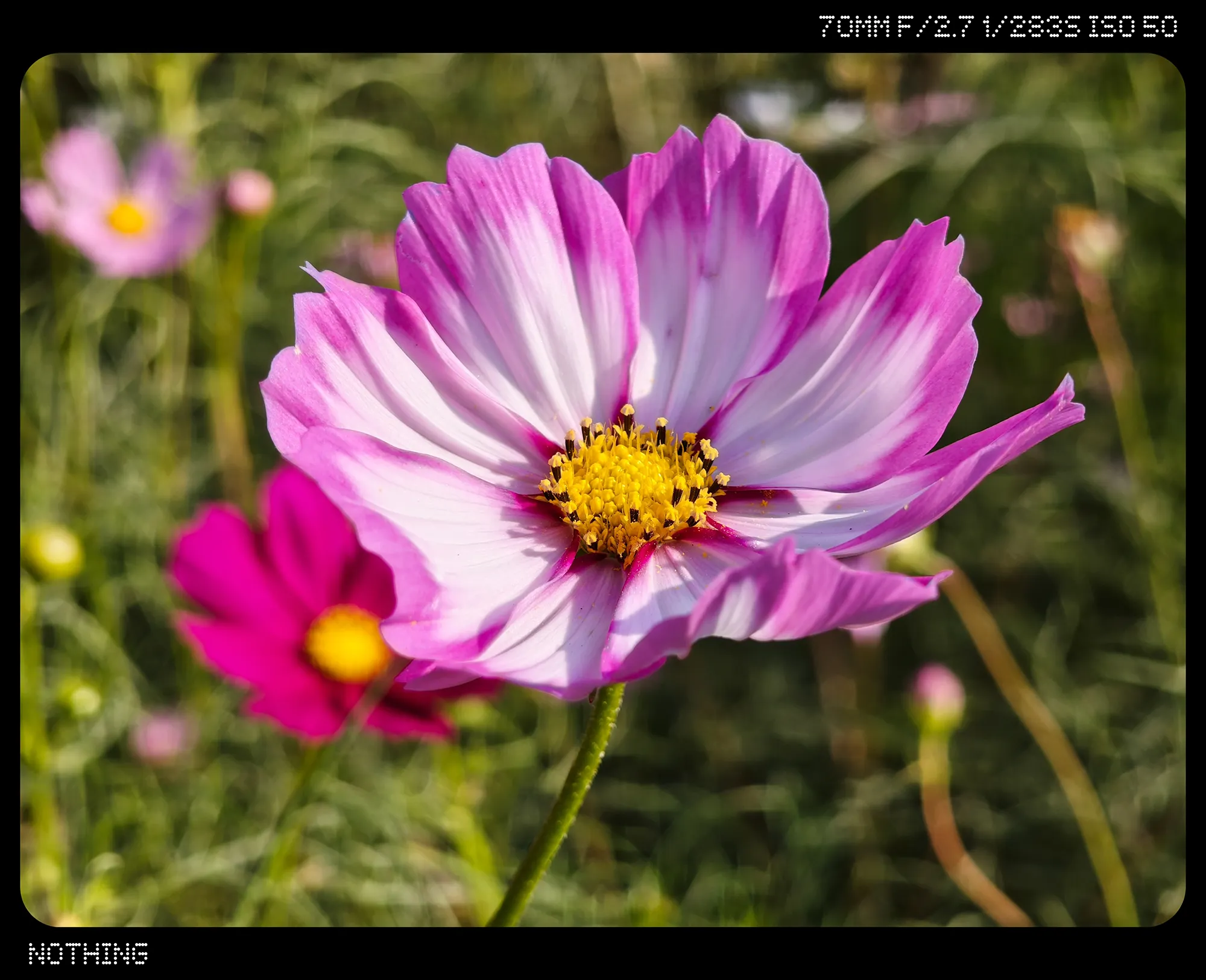 白とピンクのコスモス