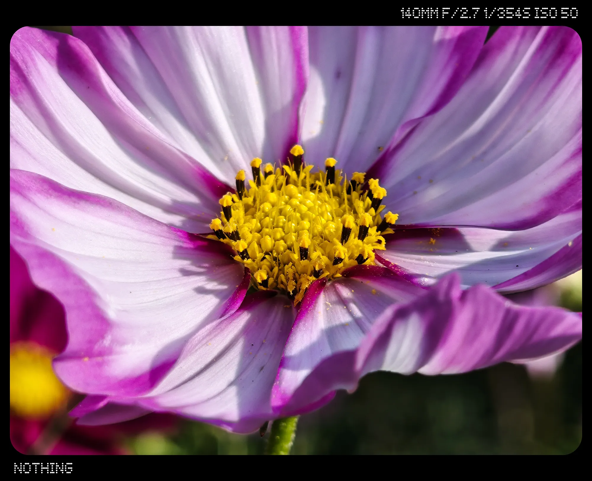 白とピンクのコスモス拡大