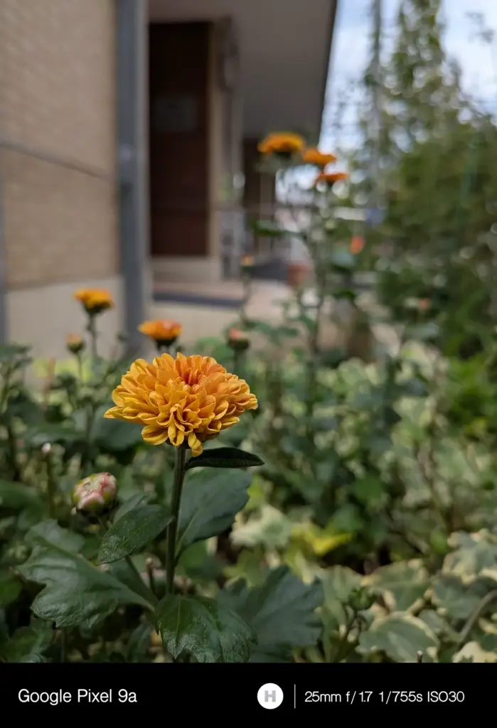 クリサンセマム