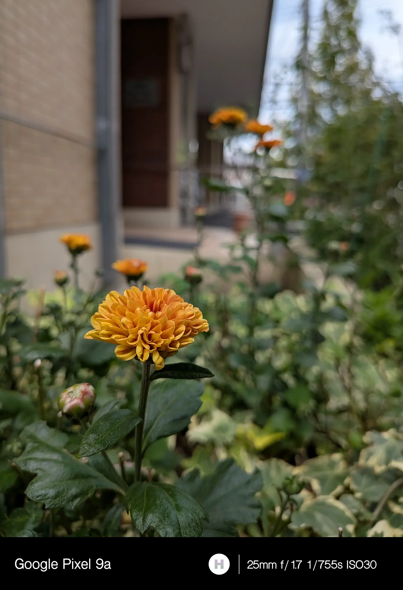 クリサンセマム