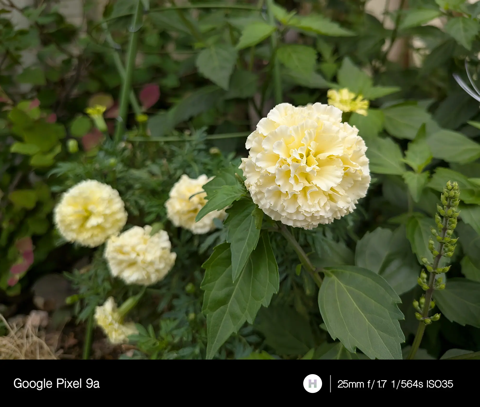 マリーゴールド