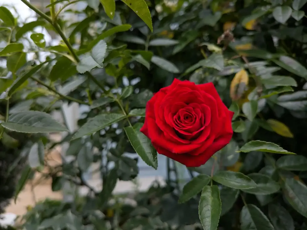 赤いバラ