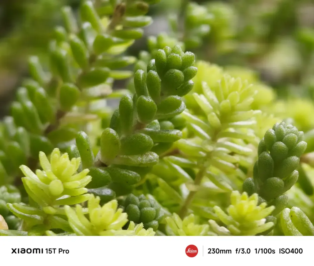 Xiaomi 15T Proで撮影した多肉植物のクローズアップ（230mm超望遠作例）