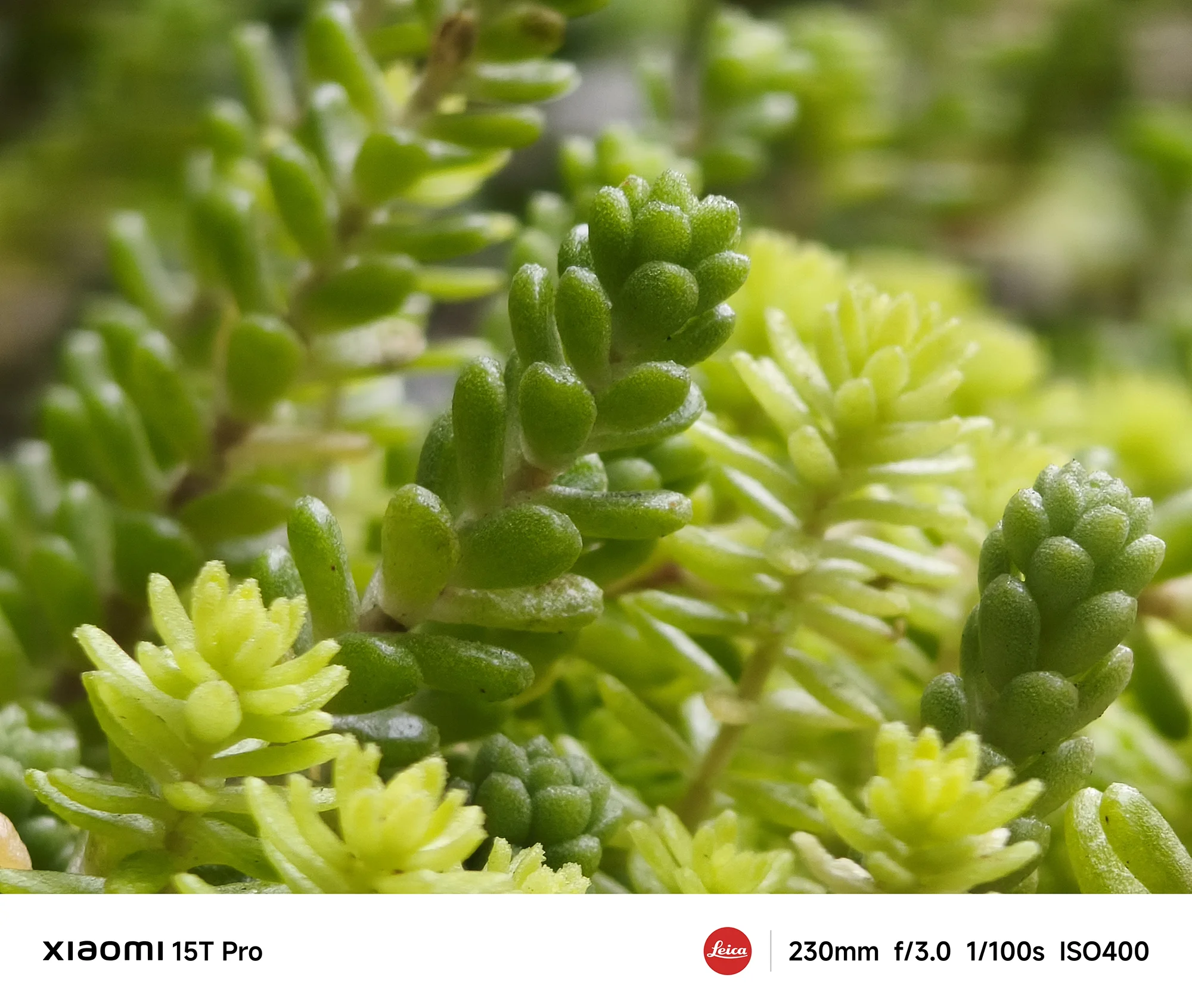 Xiaomi 15T Proで撮影した多肉植物のクローズアップ（230mm超望遠作例）