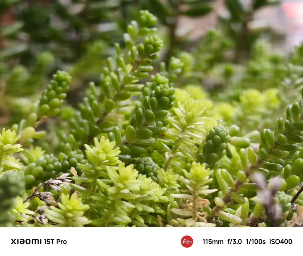 Xiaomi 15T Proで撮影した多肉植物のクローズアップ（115mm望遠作例）