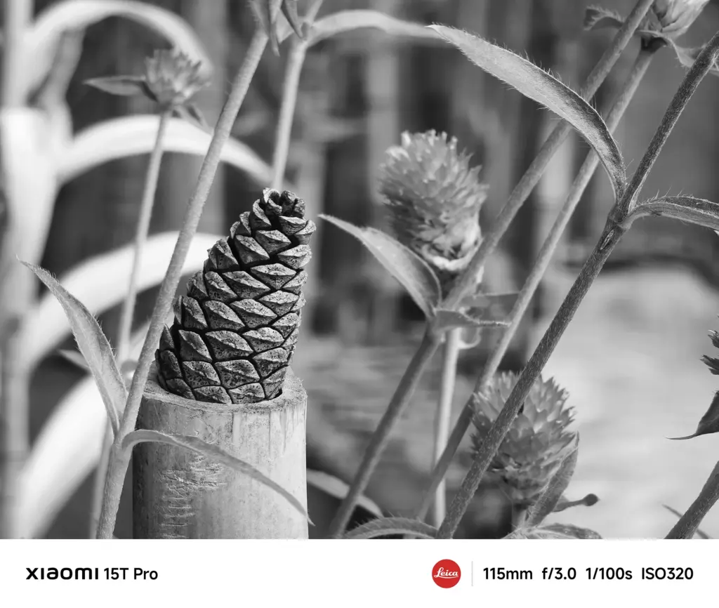 Xiaomi 15T Proで撮影した松ぼっくりと植物のモノクロクローズアップ作例（115mm望遠ボケ）