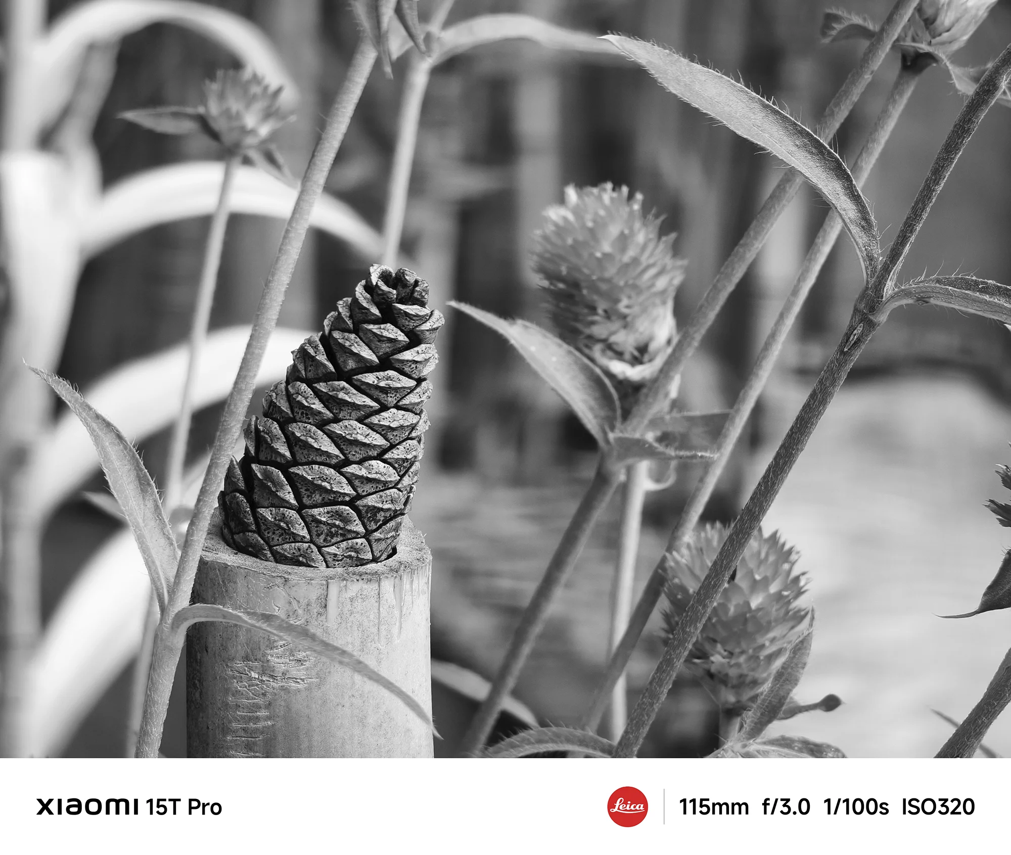 Xiaomi 15T Proで撮影した松ぼっくりと植物のモノクロクローズアップ作例（115mm望遠ボケ）