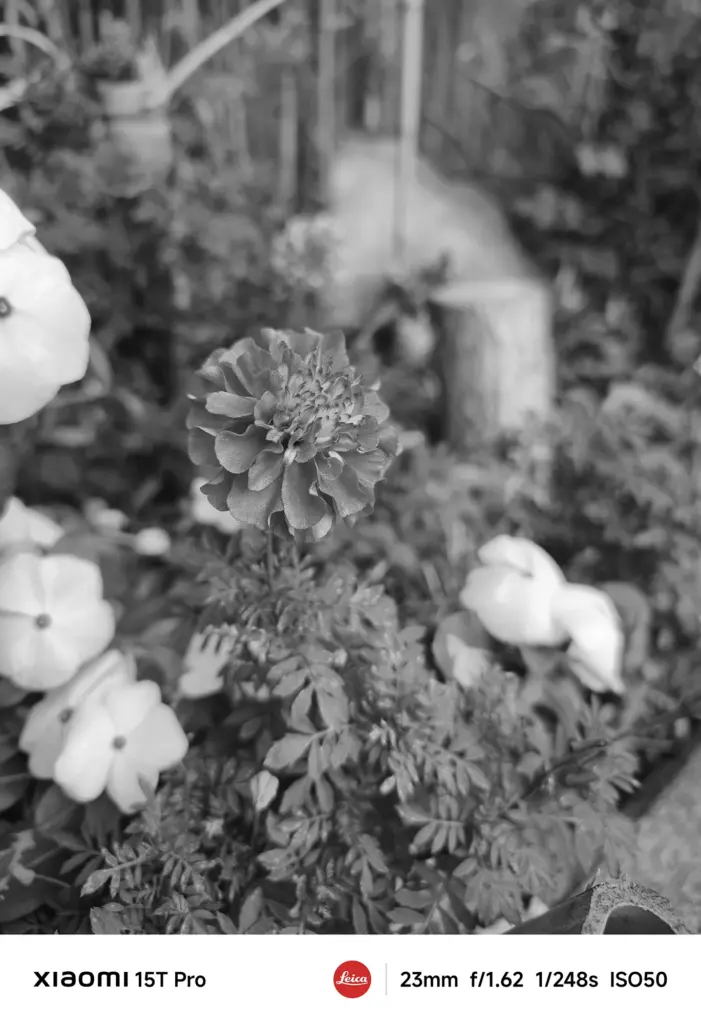 Xiaomi 15T Proで撮影したマリーゴールドの花のモノクロクローズアップ作例（23mm広角）
