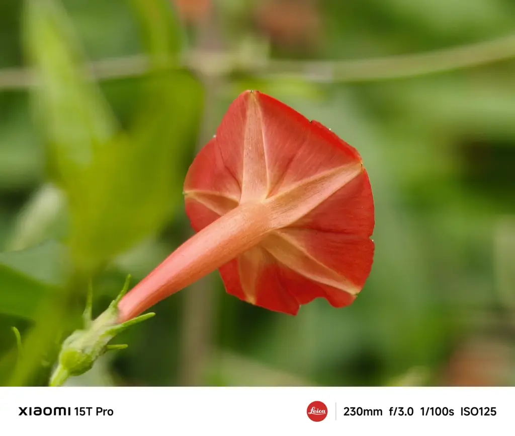 Xiaomi 15T Proで撮影したマルバルコウソウの裏側のクローズアップ（230mm超望遠作例）