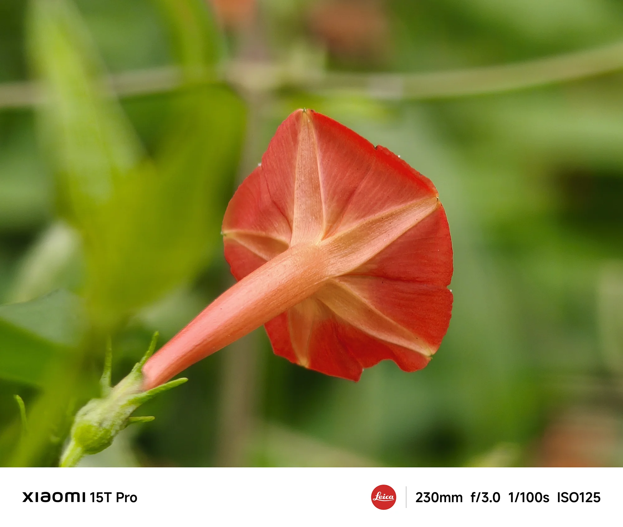 Xiaomi 15T Proで撮影したマルバルコウソウの裏側のクローズアップ（230mm超望遠作例）