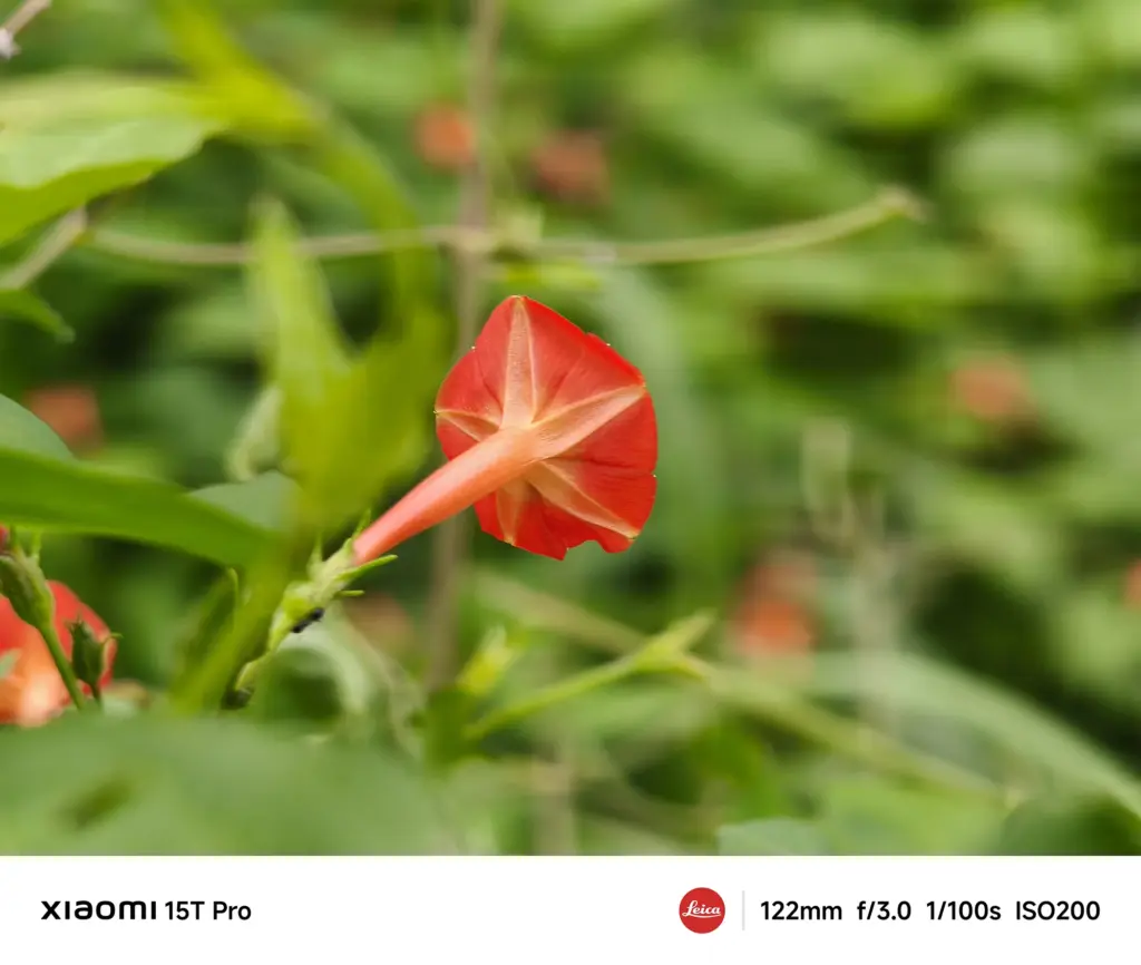 Xiaomi 15T Proで撮影した赤い星形の花（マルバルコウソウ）のクローズアップ（122mm望遠作例）