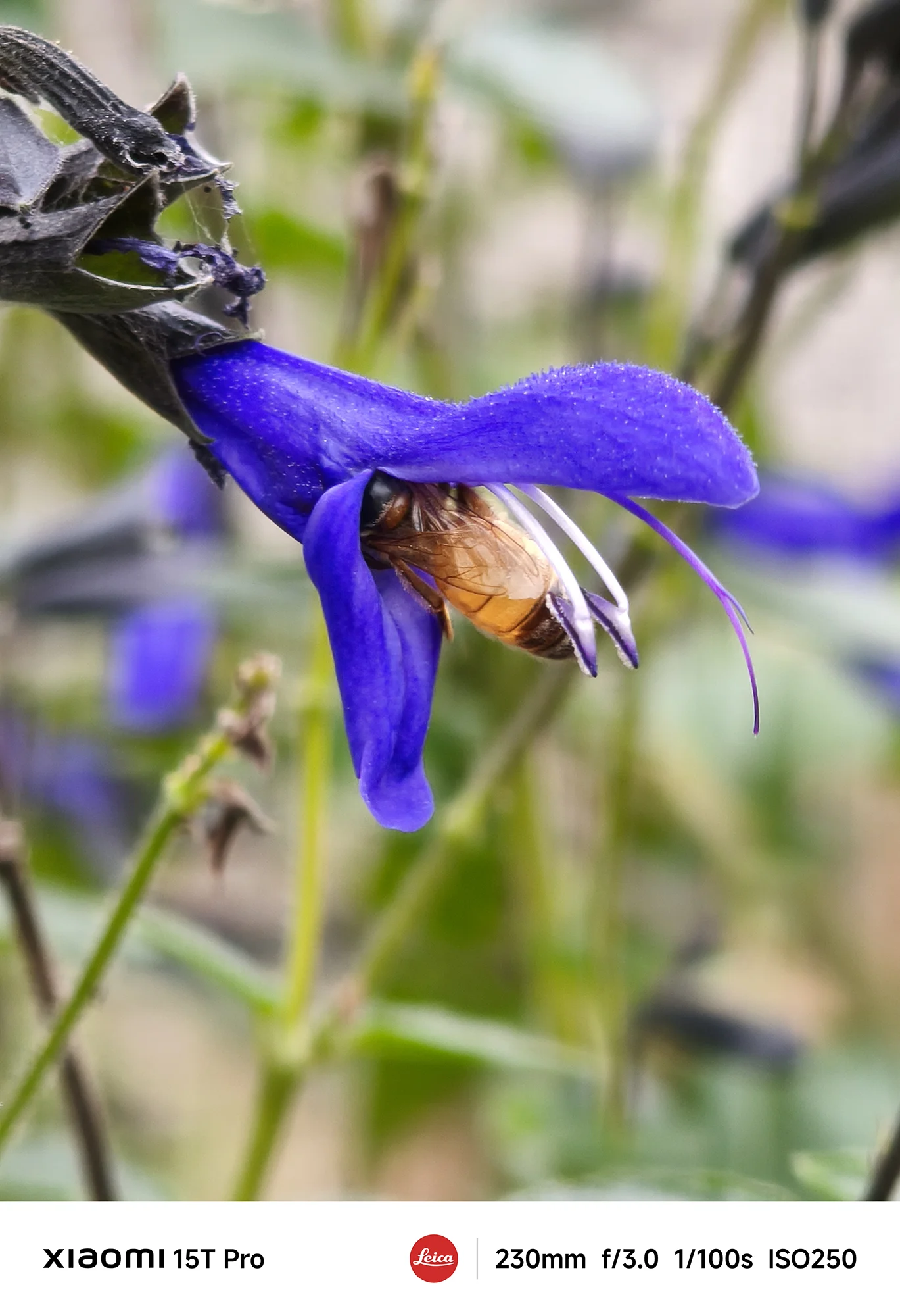 Xiaomi 15T Proで撮影したサルビアに止まる蜂のクローズアップ（230mm超望遠作例）