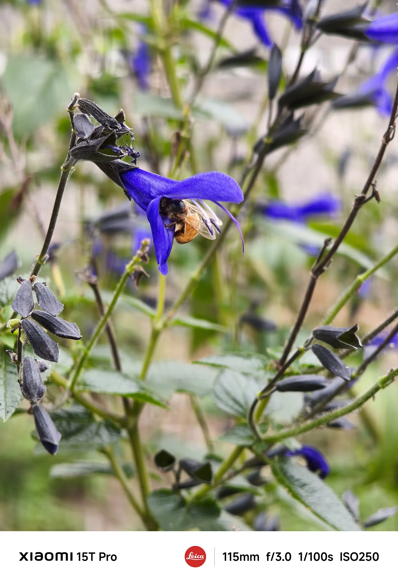 Xiaomi 15T Proで撮影した濃い青のサルビアに止まる蜂のクローズアップ（115mm望遠作例）