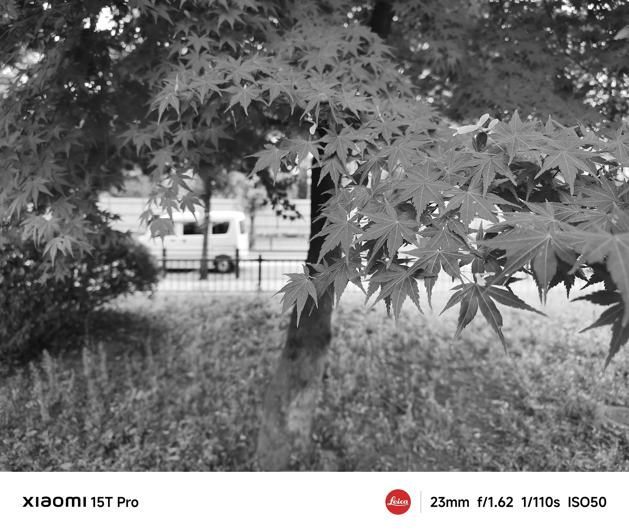 Xiaomi 15T Proで撮影したモミジの葉と街路のモノクロ作例（23mm広角）