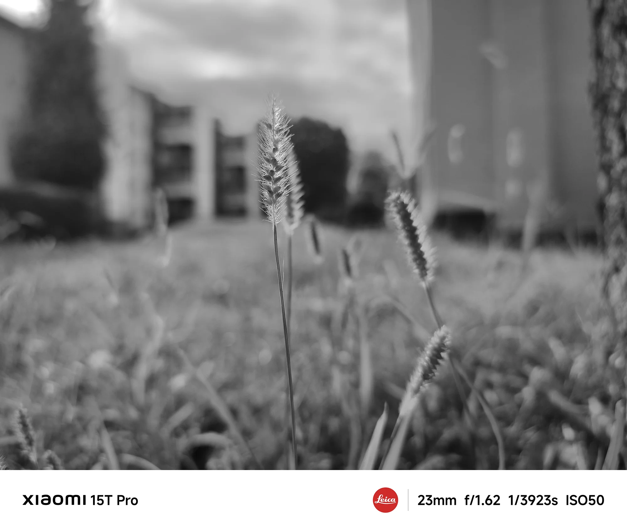 Xiaomi 15T Proで撮影したネコジャラシと雑草のモノクロ作例（23mm広角ボケ表現）