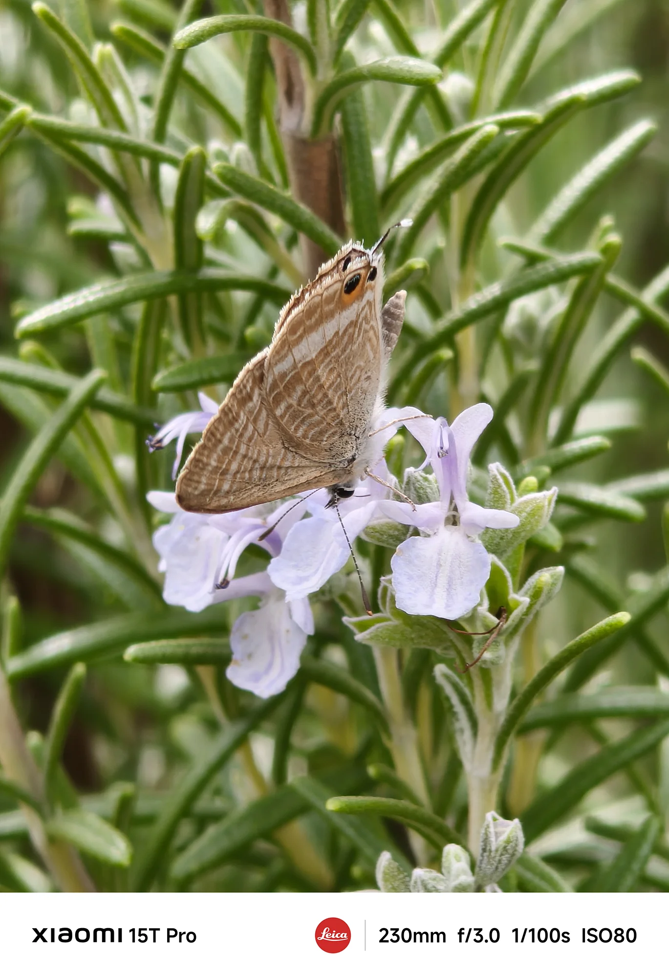 Xiaomi 15T Proで撮影したローズマリーに止まる蝶のクローズアップ（230mm超望遠作例）