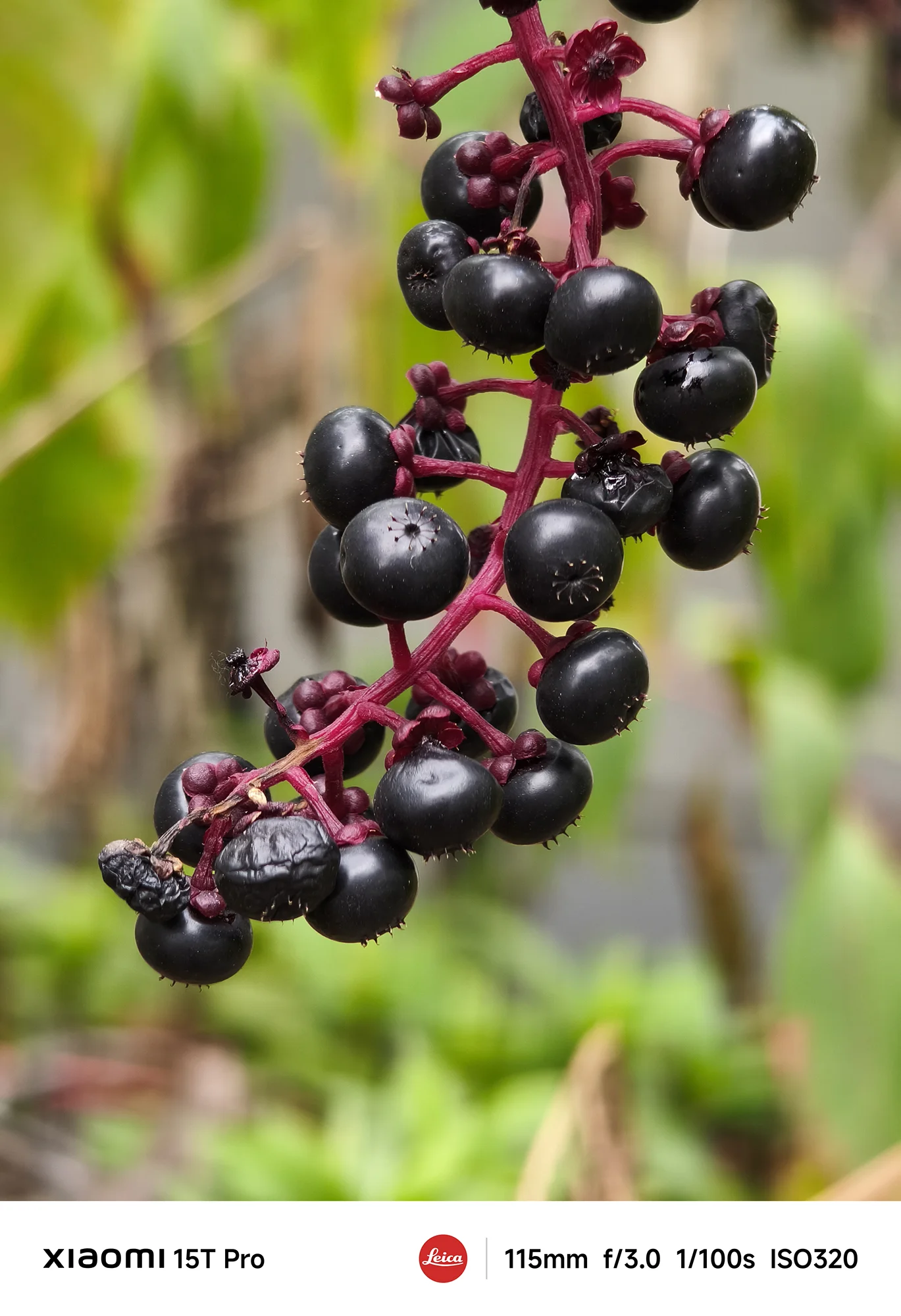 Xiaomi 15T Proで撮影したヤマゴボウの果実のクローズアップ（115mm望遠作例）