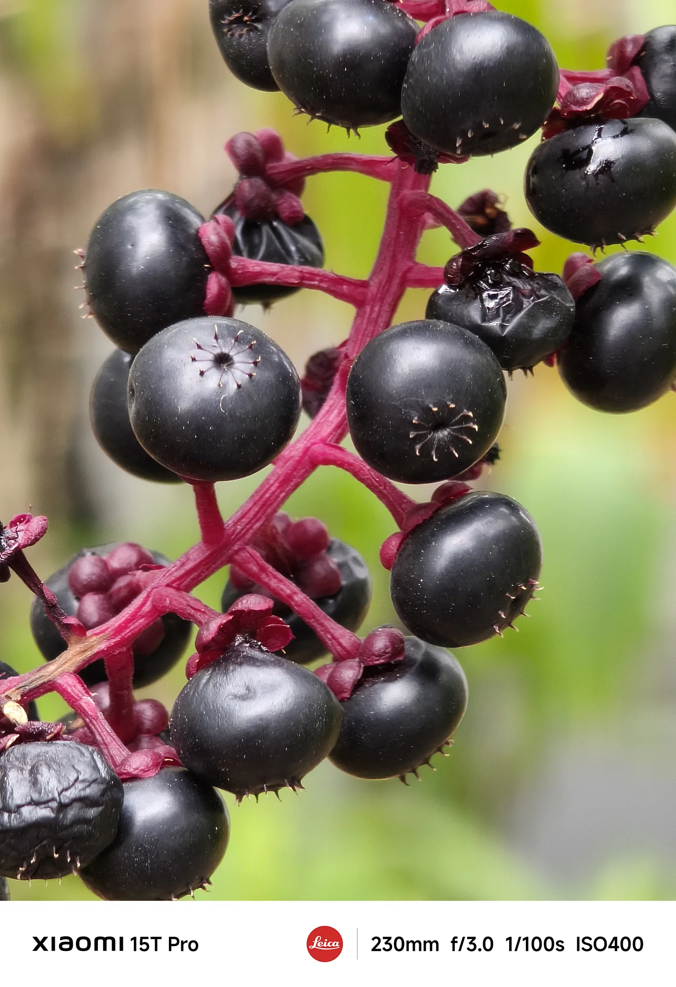 Xiaomi 15T Proで撮影したヤマゴボウの果実のクローズアップ（230mm超望遠作例）