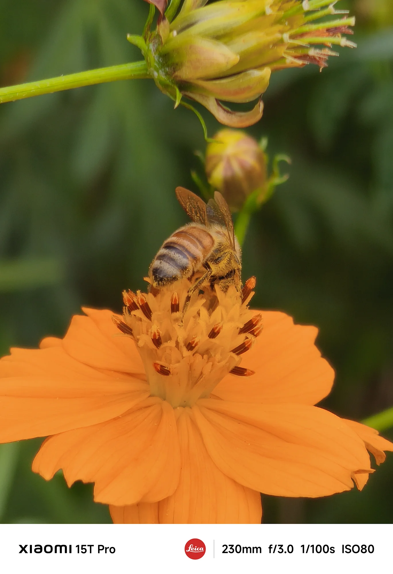 Xiaomi 15T Proで撮影した黄色いコスモスで蜜を吸う蜂のクローズアップ（230mm超望遠作例）