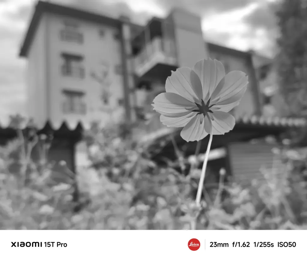 Xiaomi 15T Proで撮影したコスモスと建物のモノクロ作例（23mm広角ボケ表現）