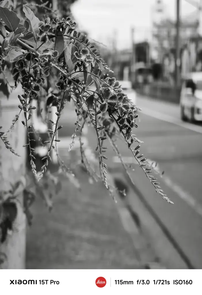 Xiaomi 15T Proで撮影した街路の垂れ下がる植物のモノクロ作例（115mm望遠ボケ）