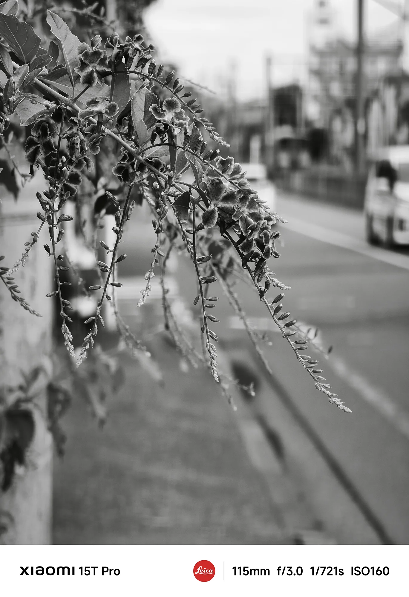 Xiaomi 15T Proで撮影した街路の垂れ下がる植物のモノクロ作例（115mm望遠ボケ）