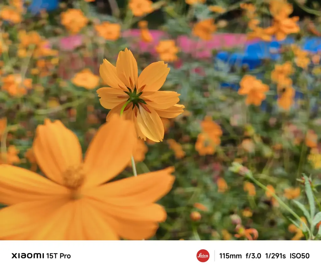 Xiaomi 15T Proで撮影した縁取りのある白いコスモスのクローズアップ（115mm望遠ボケ作例）