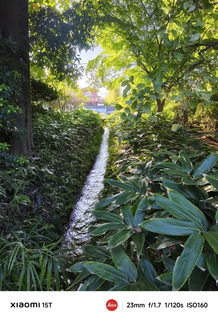 Xiaomi 15Tのメインカメラで撮影した竹林を流れる小川。朝の光が水面に反射し、緑のグラデーションが美しい自然風景