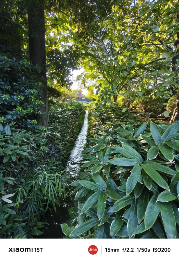Xiaomi 15Tの超広角カメラで撮影した木漏れ日が差し込む緑の小径と小川。自然の奥行きを活かした広角撮影