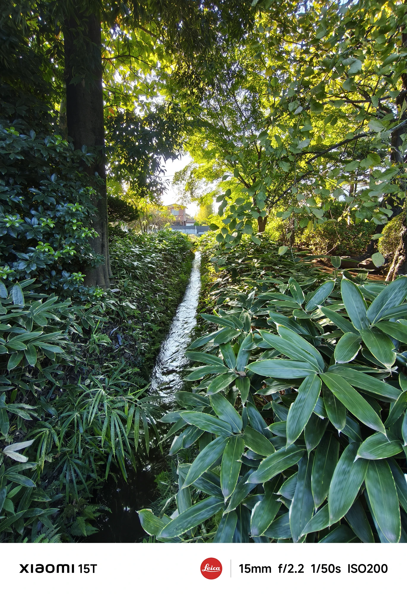 Xiaomi 15Tの超広角カメラで撮影した木漏れ日が差し込む緑の小径と小川。自然の奥行きを活かした広角撮影