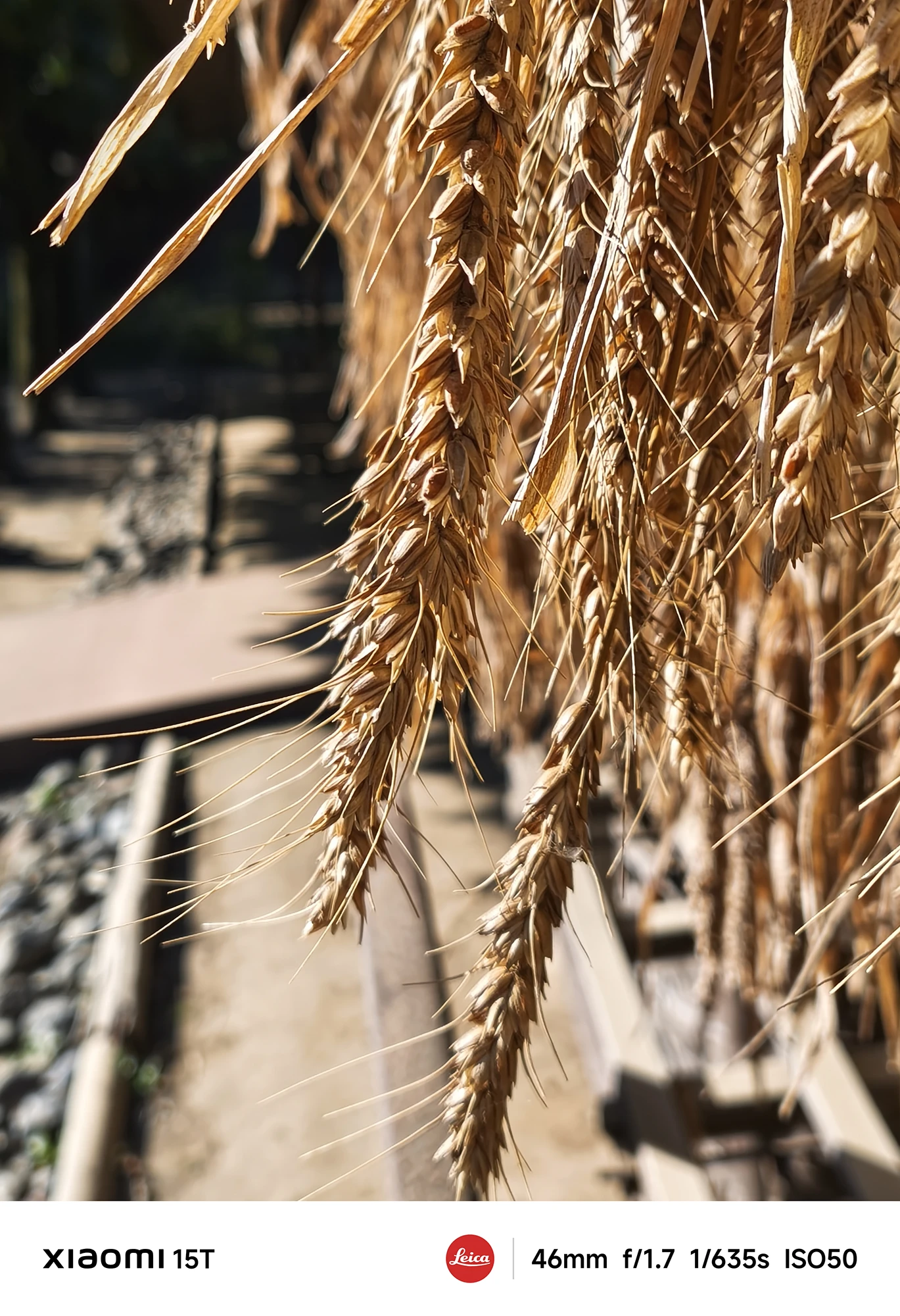 Xiaomi 15Tのメインカメラで撮影した黄金色の稲穂。浅い被写界深度により、質感と奥行きをリアルに再現したマクロ写真