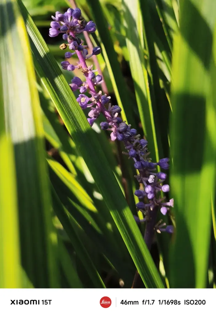 Xiaomi 15Tのメインカメラで撮影した緑の葉に囲まれた紫の花。自然光を巧みに捉え、陰影豊かな構図で撮影