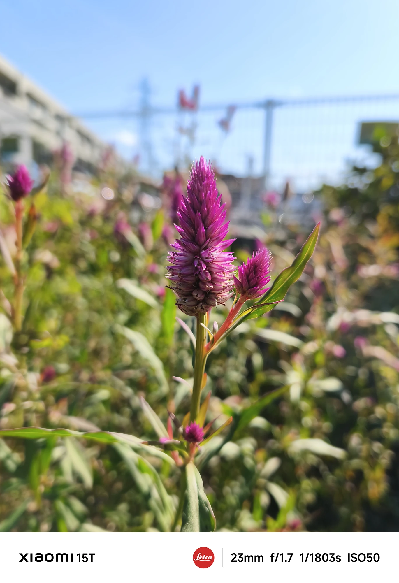 Xiaomi 15Tのメインカメラで撮影したピンクのケイトウ。青空を背景にした構図で、被写体の色彩と立体感を鮮やかに表現」
