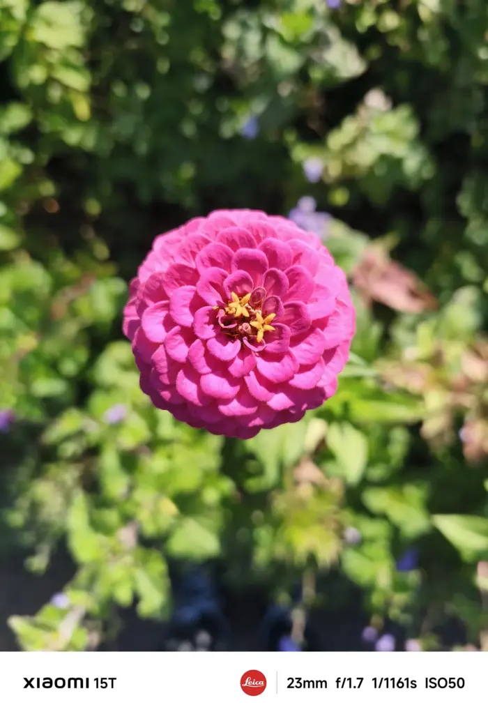 Xiaomi 15Tのメインカメラで撮影したピンク色の花。浅い被写界深度で背景を柔らかくぼかし、花びらの立体感を精密に描写