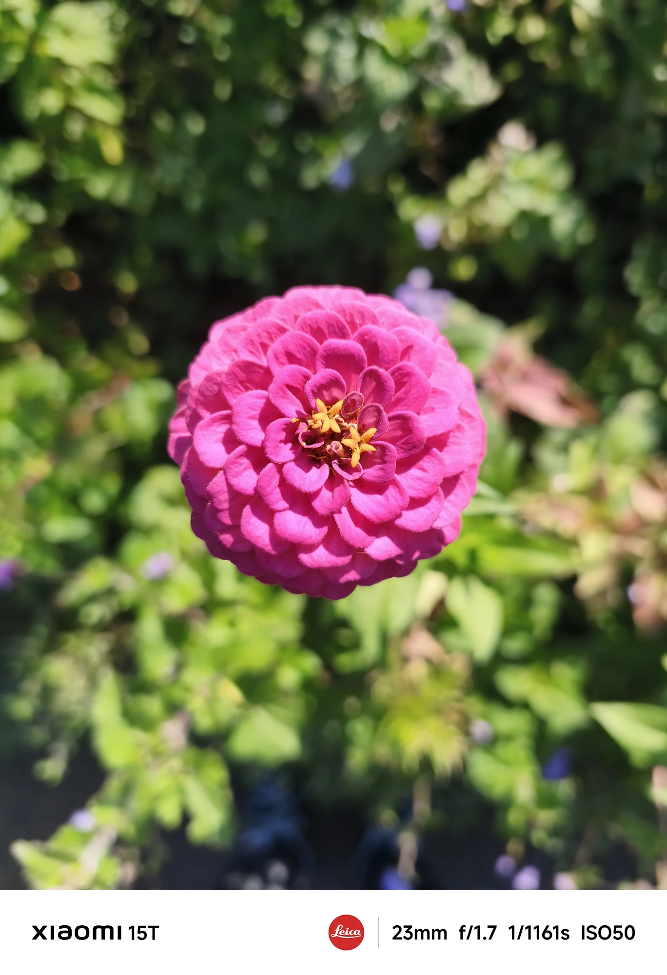 Xiaomi 15Tのメインカメラで撮影したピンク色の花。浅い被写界深度で背景を柔らかくぼかし、花びらの立体感を精密に描写