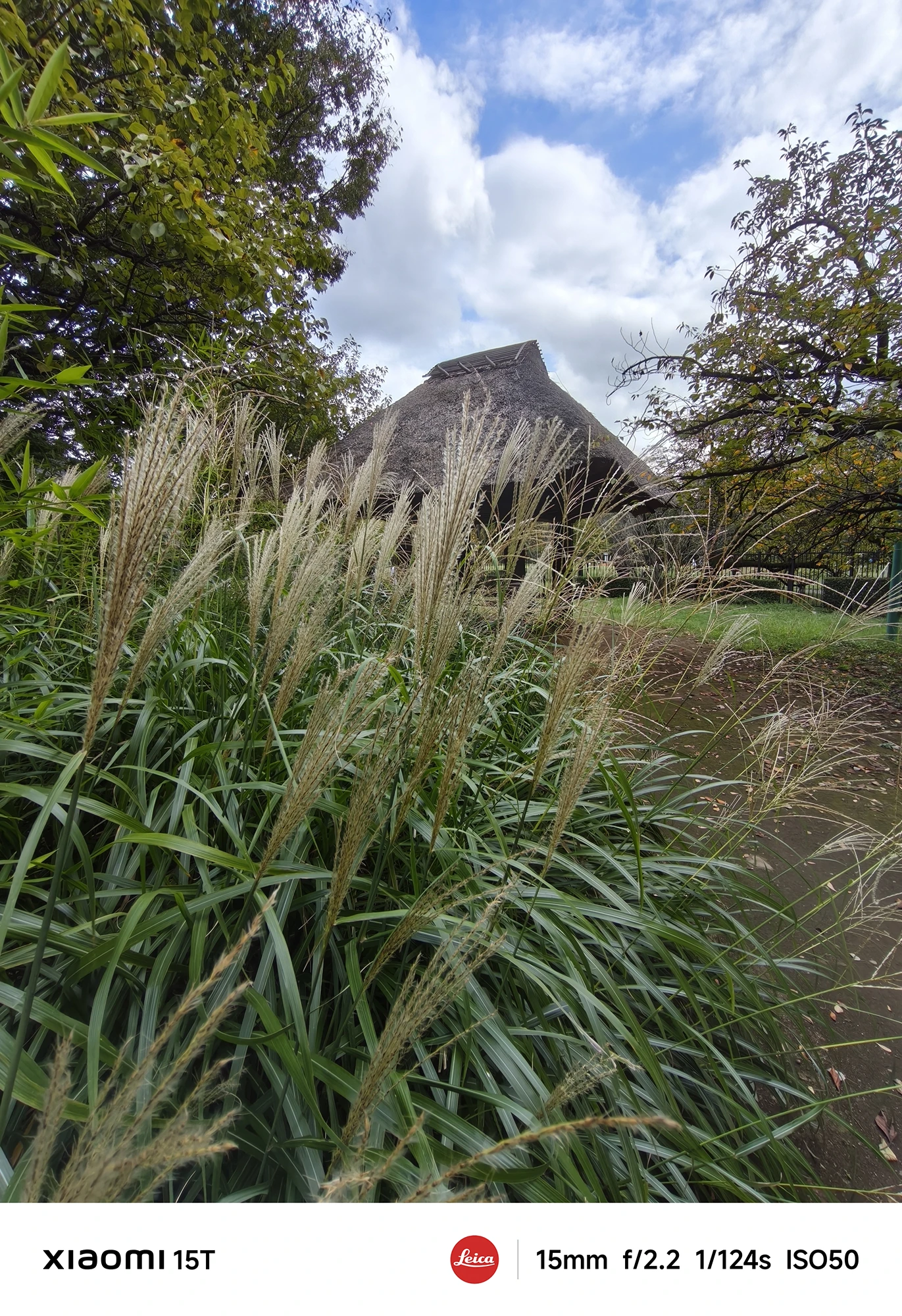 Xiaomi 15Tの超広角カメラで撮影したススキと藁葺き屋根の風景。低い位置から構えた広角構図で秋の自然と伝統建築を表現