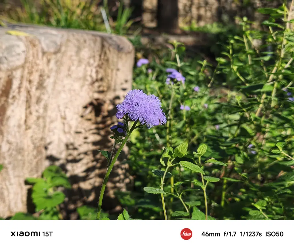 Xiaomi 15Tのメインカメラで撮影した紫の小花。背景の木肌を活かし、自然光で立体感を際立たせたクローズアップ写真