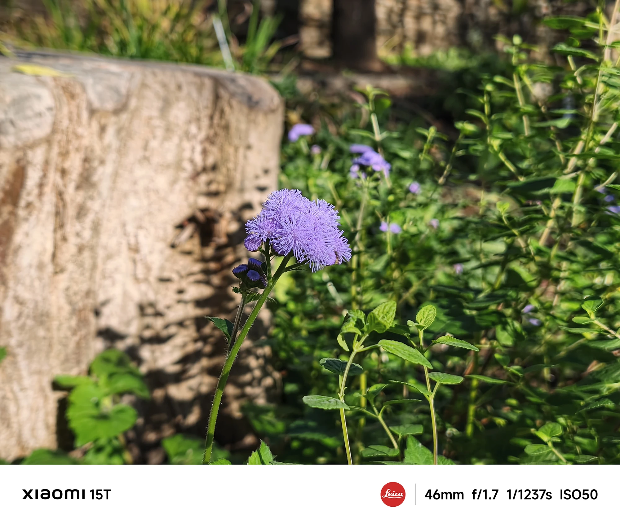 Xiaomi 15Tのメインカメラで撮影した紫の小花。背景の木肌を活かし、自然光で立体感を際立たせたクローズアップ写真