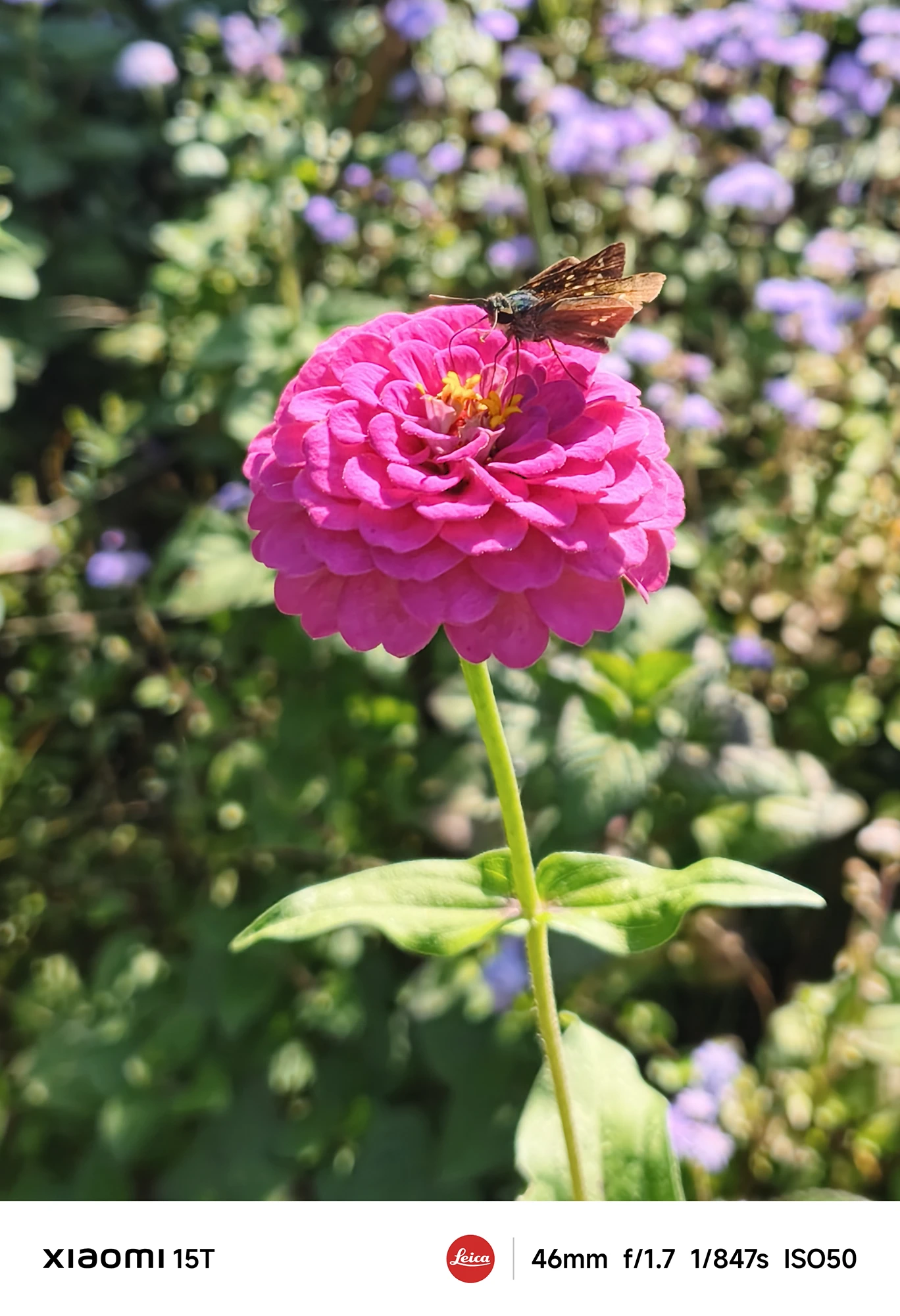 Xiaomi 15Tのメインカメラで撮影したピンクの花にとまる小さな昆虫。明るい自然光のもとで被写体の質感を繊細に再現