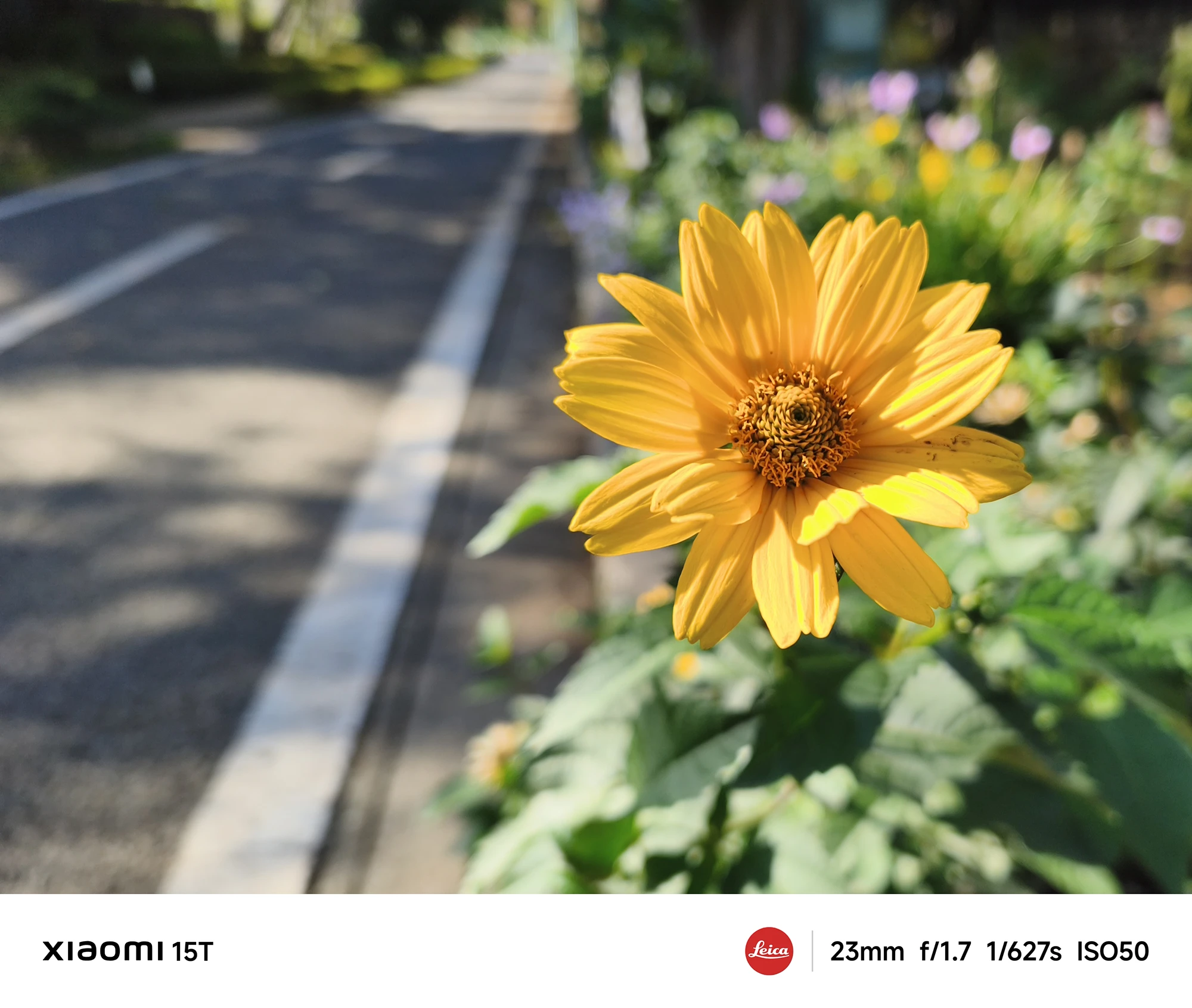 Xiaomi 15Tのメインカメラで撮影した黄色い花。背景の道路を大きくぼかし、被写体を際立たせたナチュラルなボケ描写