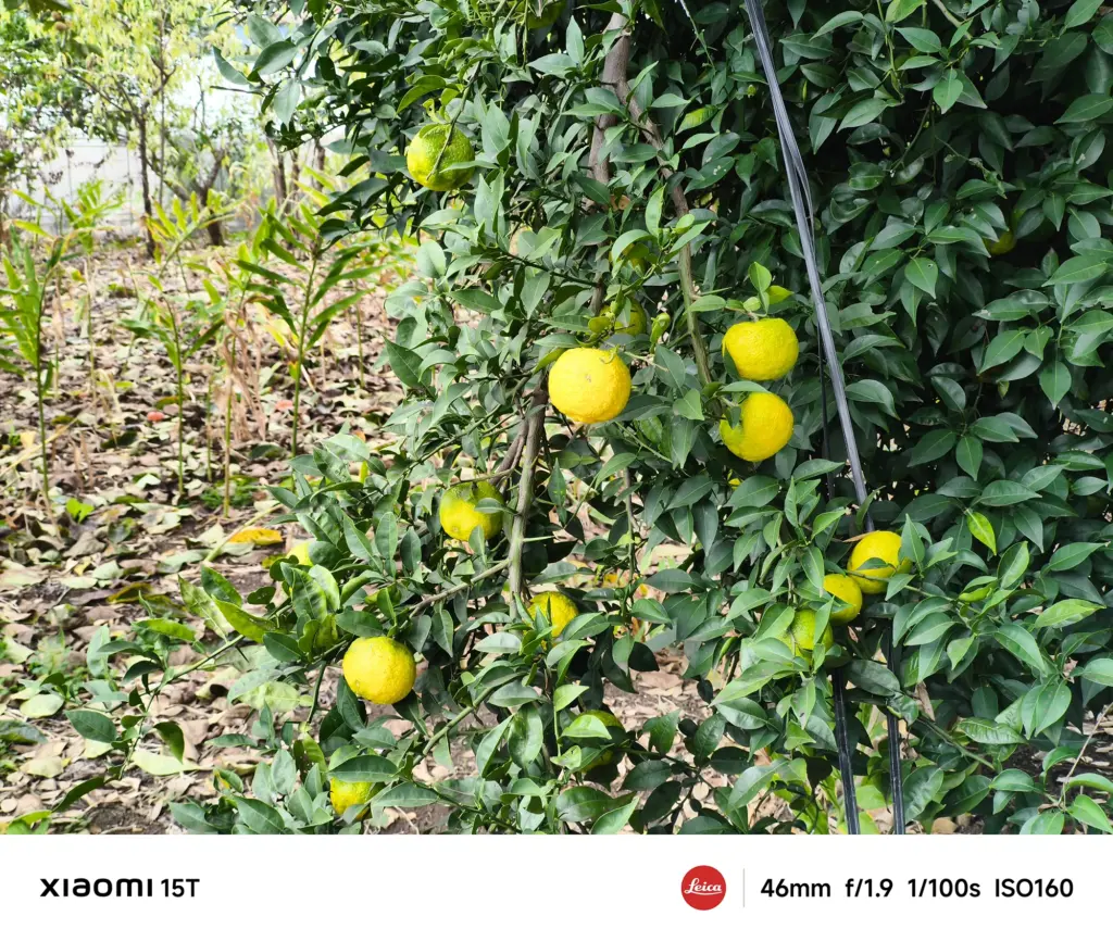 Xiaomi 15Tの46mm望遠カメラで撮影した柚子の木。全体の枝葉と果実を自然な明るさで描写し、色再現と立体感を両立